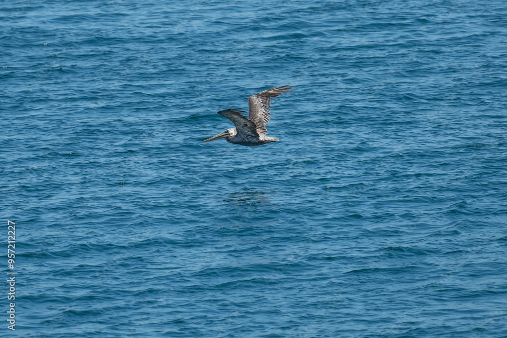 Fototapeta premium brown stork over the sea
