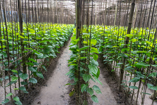 Glossy Foliage of Betel Pepper or Betel Vine (Piper Betle). A Plant of the Piperaceae Family and Piperales Order. photo