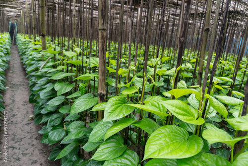Glossy Foliage of Betel Pepper or Betel Vine (Piper Betle). A Plant of the Piperaceae Family and Piperales Order.