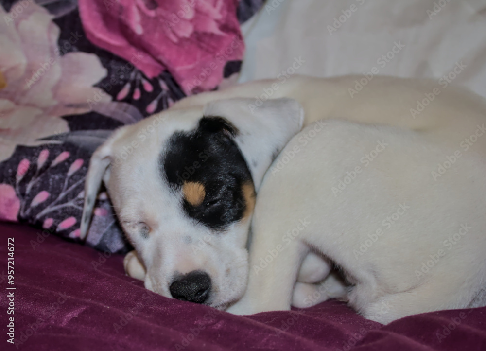 young puppy sleeping in his bed young puppy sleeping in his bed