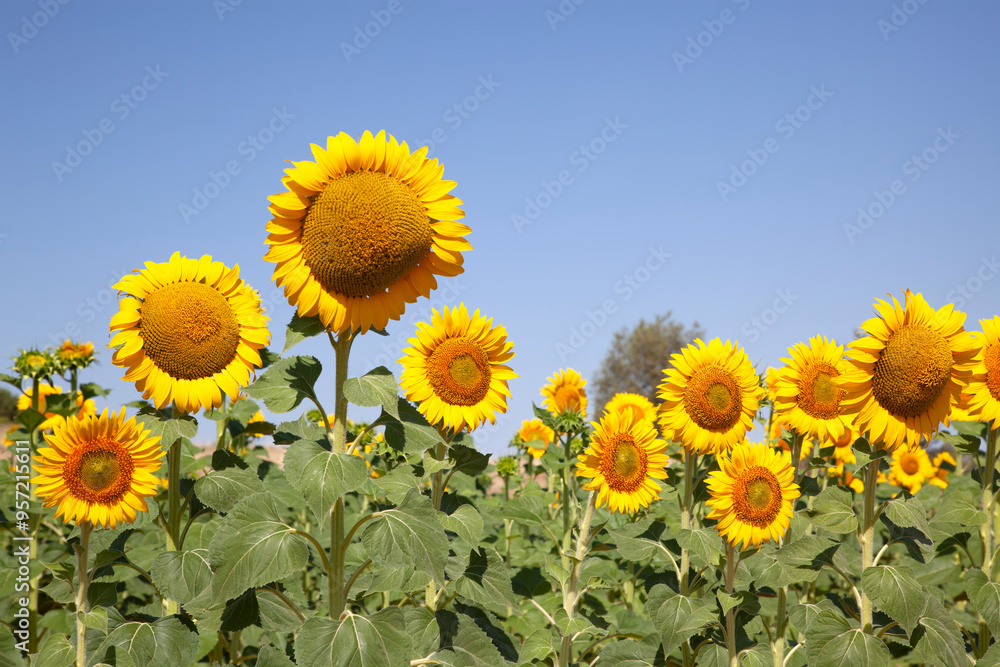 Fototapeta premium campo de grandes girasoles amarillos bajo un cielo azul en un día de sol