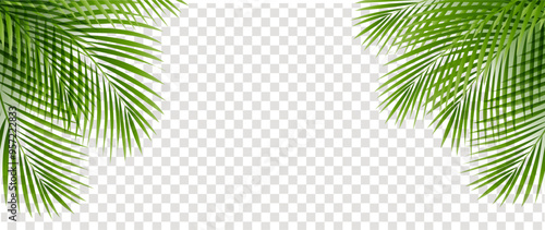 palm leaves background
