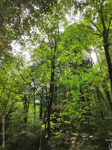 Green forest in sunlight