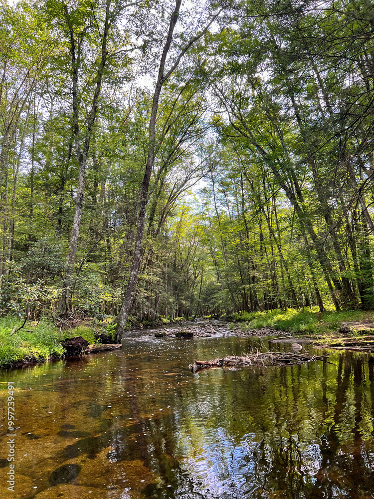 river in the forest river in the forest