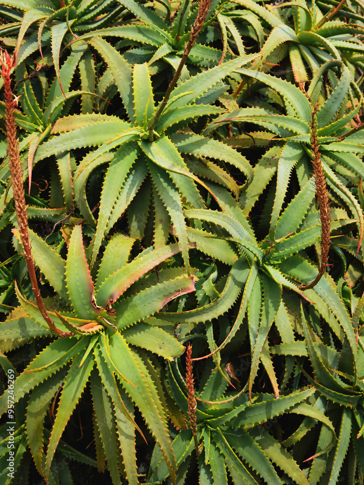 Aloe Aloe