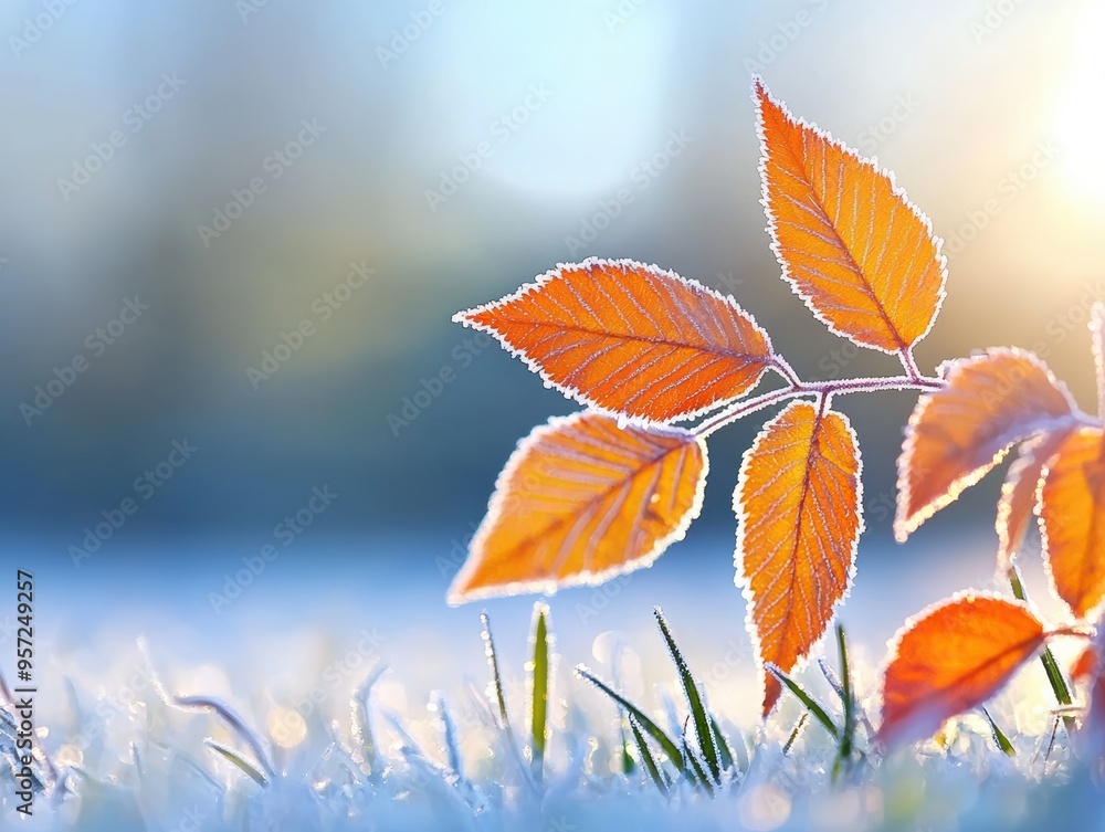Frosty Autumn Leaves with Morning Sunlight - Nature's Transition from Fall to Winter Frosty Autumn Leaves with Morning Sunlight - Nature's Transition from Fall to Winter