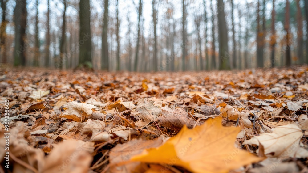 Golden Autumn Forest with Fallen Leaves Covering the Ground in a Serene Woodland Setting Golden Autumn Forest with Fallen Leaves Covering the Ground in a Serene Woodland Setting
