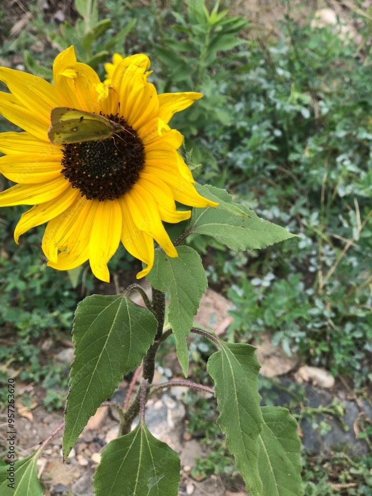 Obraz premium Butterfly sunflower