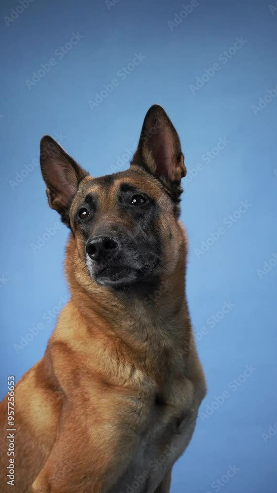 A Belgian Malinois looking straight ahead against a blue background. The dog seems attentive and alert, capturing a strong presence. A Belgian Malinois looking straight ahead against a blue background. The dog seems attentive and alert, capturing a strong presence.