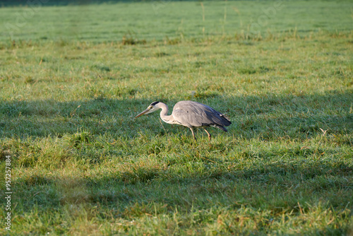 blue heron hunting for mice in the farmland photo