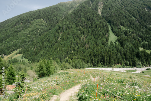 trail with wildflowers of  the Tour du Mont Blanc, in the Alps,  photo