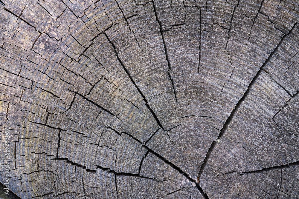 Fototapeta premium Detailed grey oak wood rings texture. Smooth detailed cracked wood textured tree ring background. Piece of round wood with cracks.