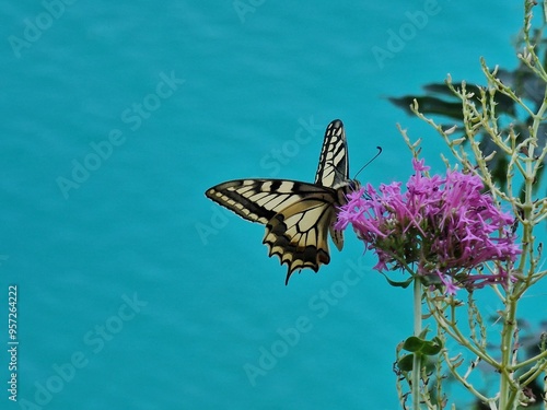 Butterfly swallowtail on purple flower in front of a blue lake in the north of Italy, Schwalbenschwanz  photo