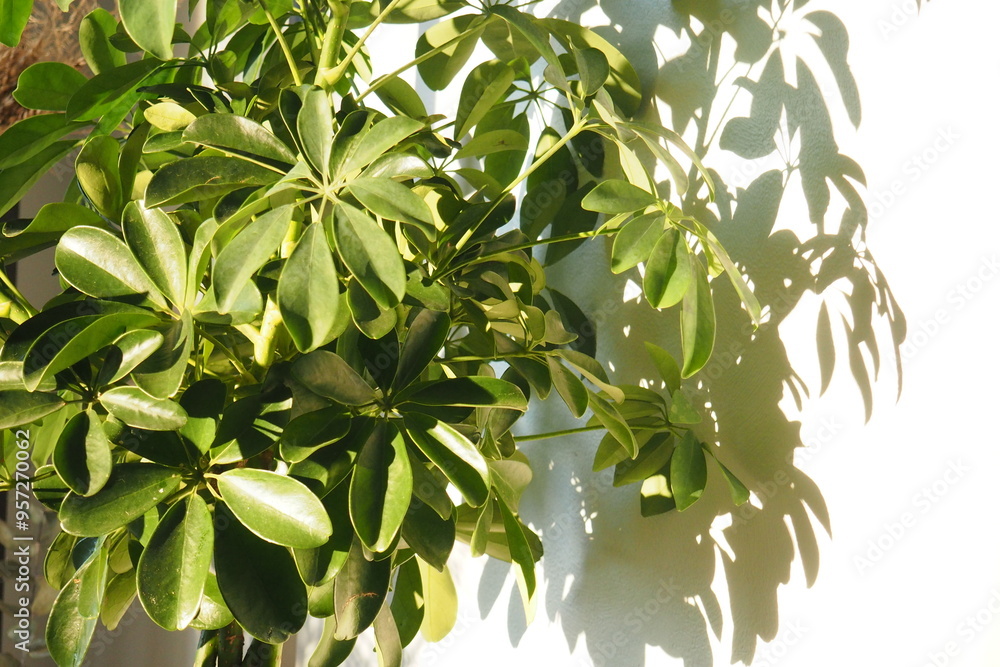 Fototapeta premium Schefflera arboricola, umbrella plant