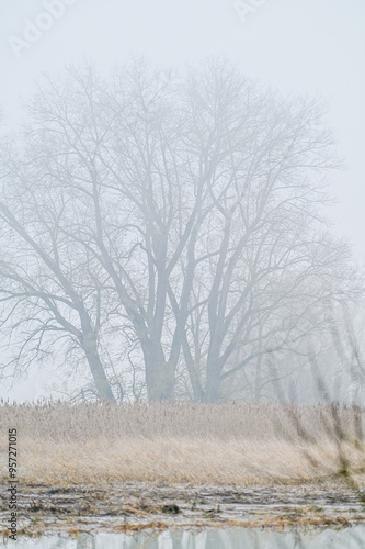 Misty morning with dense fog and water reflection of trees and nature in spring flood near Schnackenwerth, Schweinfurt, Franconia, Bavaria, Germany