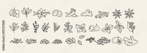 Hand drawn herbs and spices collection. Herbal plants