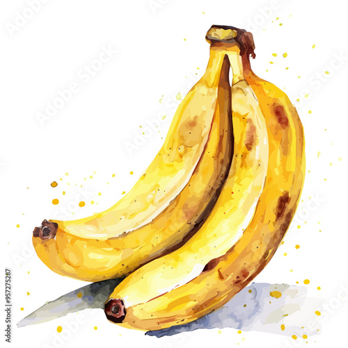 Watercolor drawing of Banana, isolated on a white background, and Banana vector