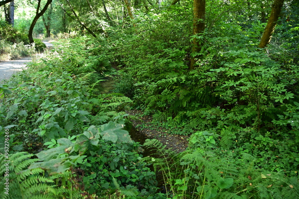 Fototapeta premium fern in the forest