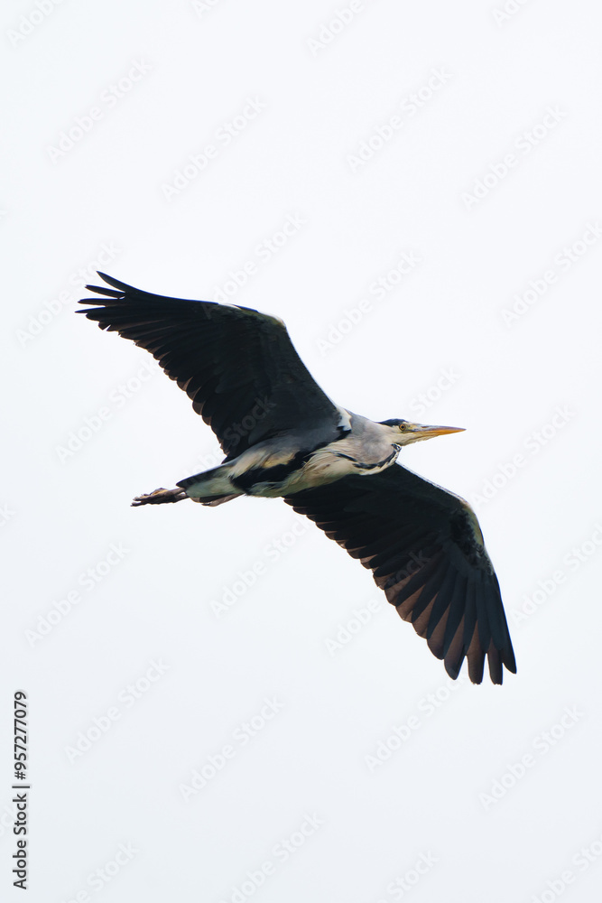 Obraz premium stork in flight