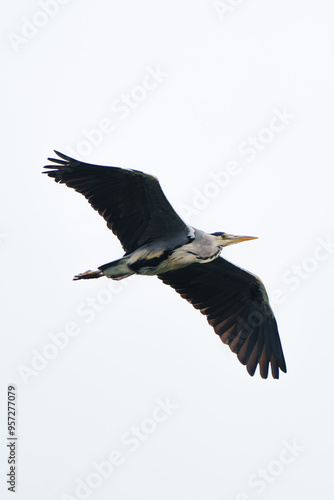 stork in flight