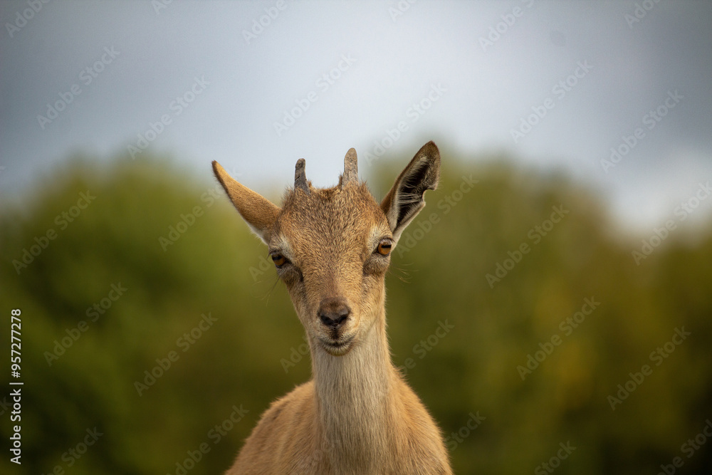 Carpa falconeri heptner. Turkmenian Markhor Young goat. Carpa falconeri heptner. Turkmenian Markhor Young goat.