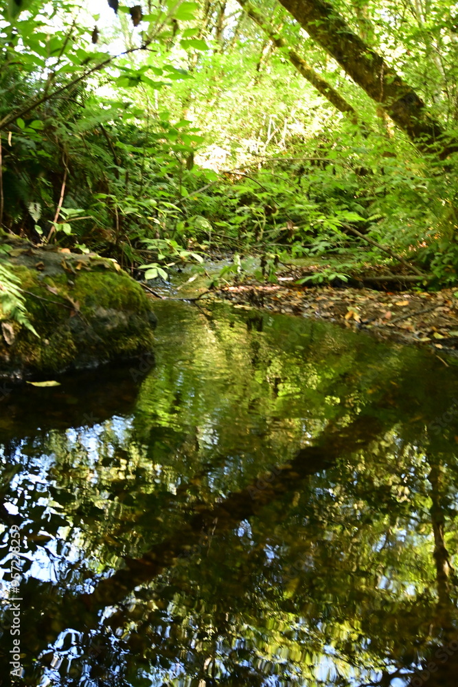 stream in the forest stream in the forest