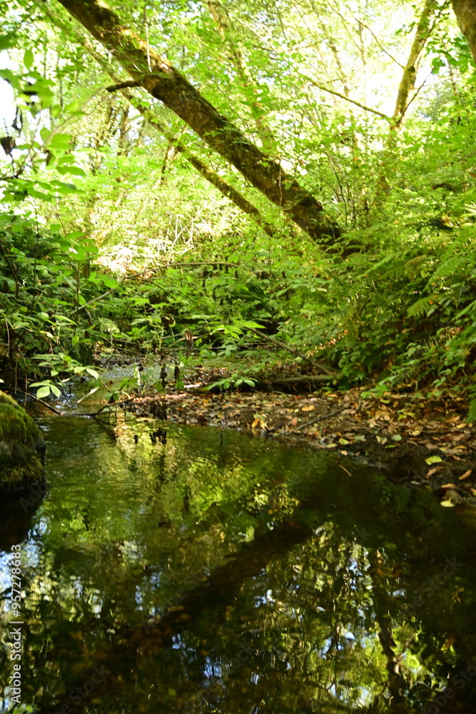 stream in the forest stream in the forest