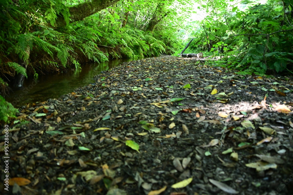 Obraz premium green moss in the forest