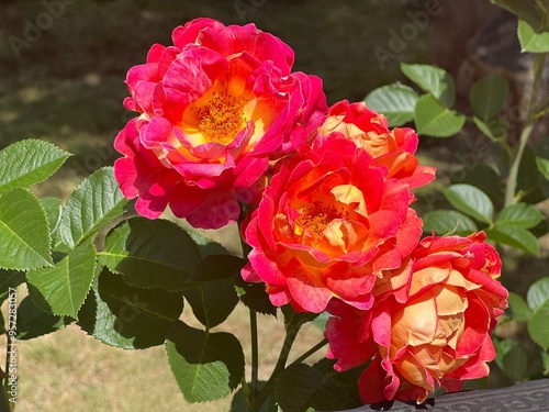 red yellow roses photo