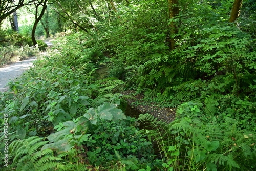 fern in the forest