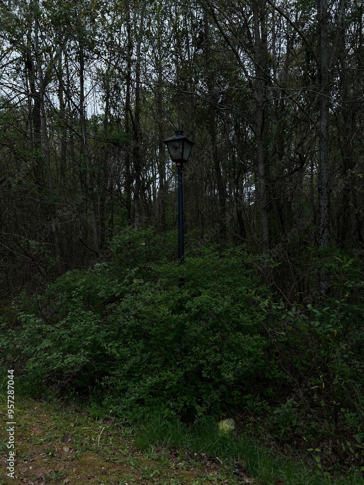 Obraz premium Moody woods with vintage light post 