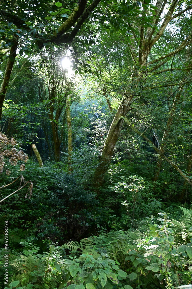 Obraz premium path in the forest
