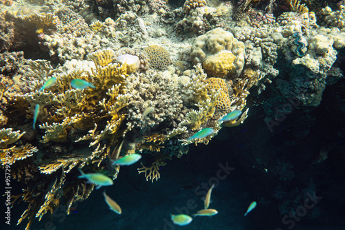 Snorkelling in Red Sea, corals and some fish visible