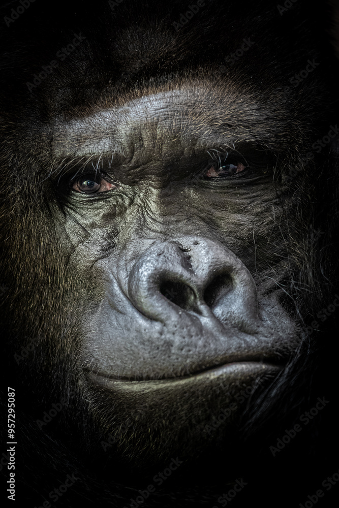 Close-up view of a gorilla head. Close-up view of a gorilla head.