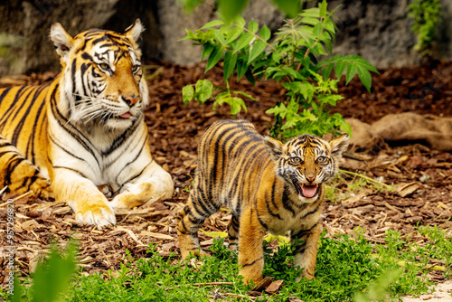 Tiger cubs playing with his mother,sumatra tiger Panthera tigris