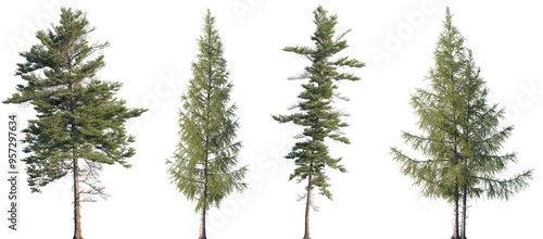 Set of Picea mariana (the black spruce) and Larix laricina isolated png in sunny daylight on a transparent background perfectly cutout