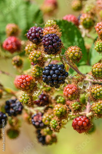 Himalayan Blackberry Fruit photo