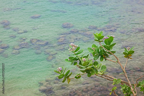 Branches of a tree in bloom over the water on the seashore