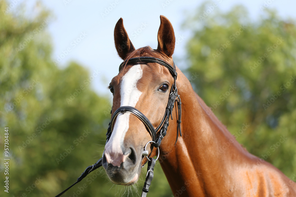 Obraz premium Extreme closeup of a domestic saddle horse on a rural animal farm. Portrait of an angloarabian chestnut colored stallion against green natural background