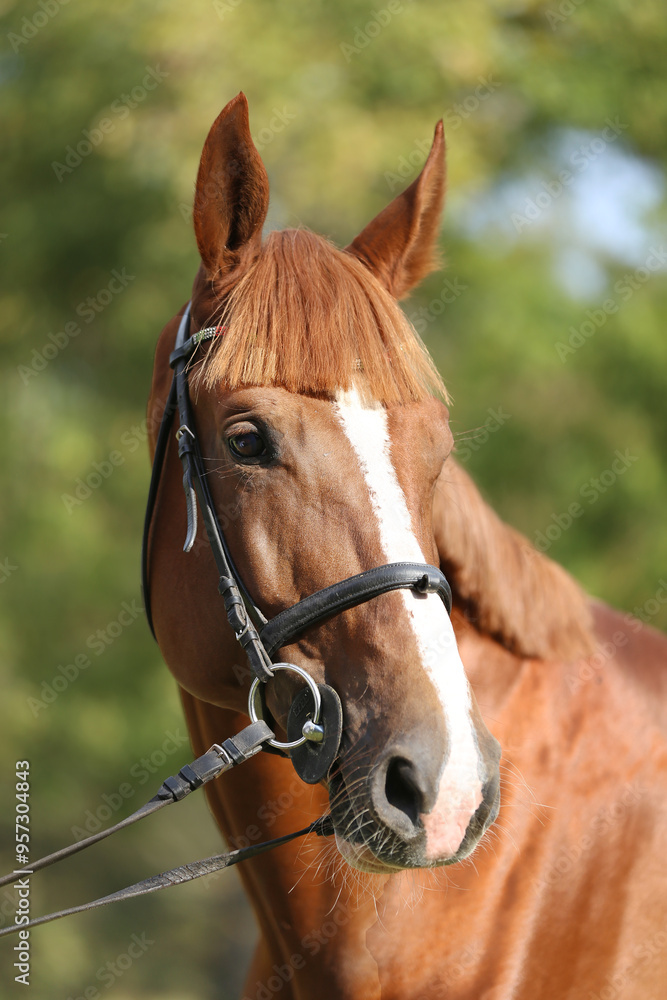 Extreme closeup of a domestic saddle horse on a rural animal farm. Portrait of an angloarabian chestnut colored stallion against green natural background Extreme closeup of a domestic saddle horse on a rural animal farm. Portrait of an angloarabian chestnut colored stallion against green natural background