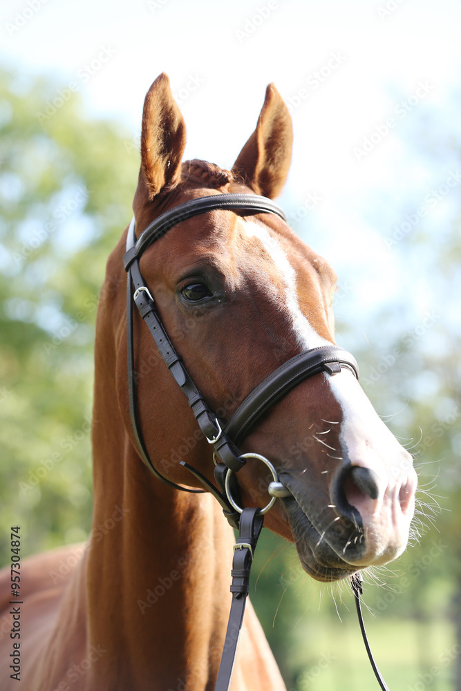 Extreme closeup of a domestic saddle horse on a rural animal farm. Portrait of an angloarabian chestnut colored stallion against green natural background Extreme closeup of a domestic saddle horse on a rural animal farm. Portrait of an angloarabian chestnut colored stallion against green natural background