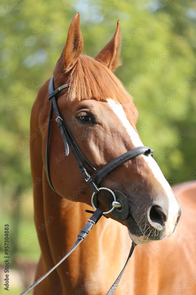 Extreme closeup of a domestic saddle horse on a rural animal farm. Portrait of an angloarabian chestnut colored stallion against green natural background Extreme closeup of a domestic saddle horse on a rural animal farm. Portrait of an angloarabian chestnut colored stallion against green natural background