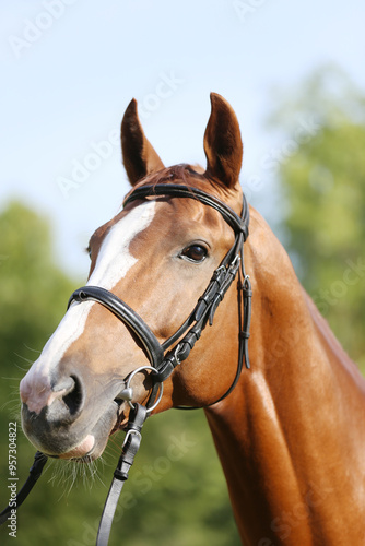 Extreme closeup of a domestic saddle horse on a rural animal farm. Portrait of an angloarabian chestnut colored stallion against green natural background photo