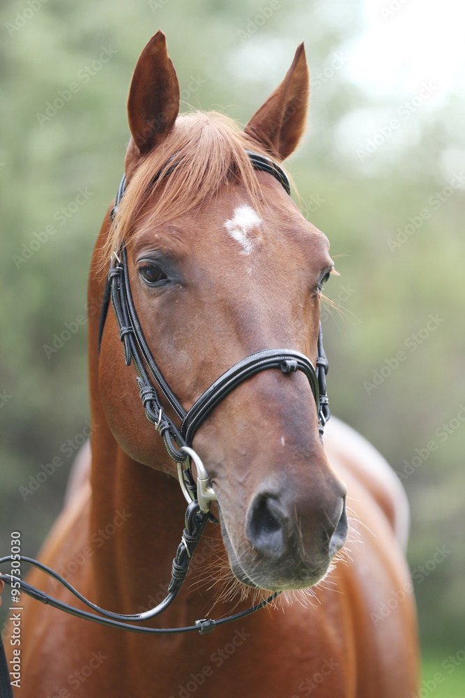 Extreme closeup of a domestic saddle horse on a rural animal farm. Portrait of an angloarabian chestnut colored stallion against green natural background Extreme closeup of a domestic saddle horse on a rural animal farm. Portrait of an angloarabian chestnut colored stallion against green natural background