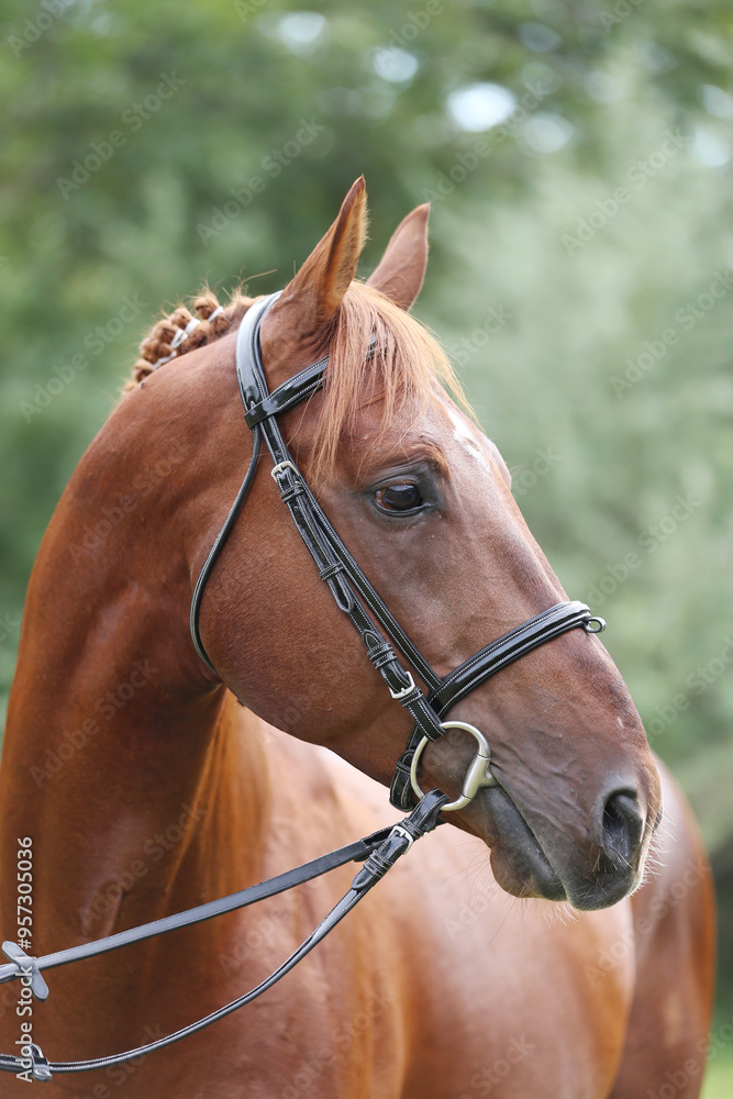 Extreme closeup of a domestic saddle horse on a rural animal farm. Portrait of an angloarabian chestnut colored stallion against green natural background Extreme closeup of a domestic saddle horse on a rural animal farm. Portrait of an angloarabian chestnut colored stallion against green natural background