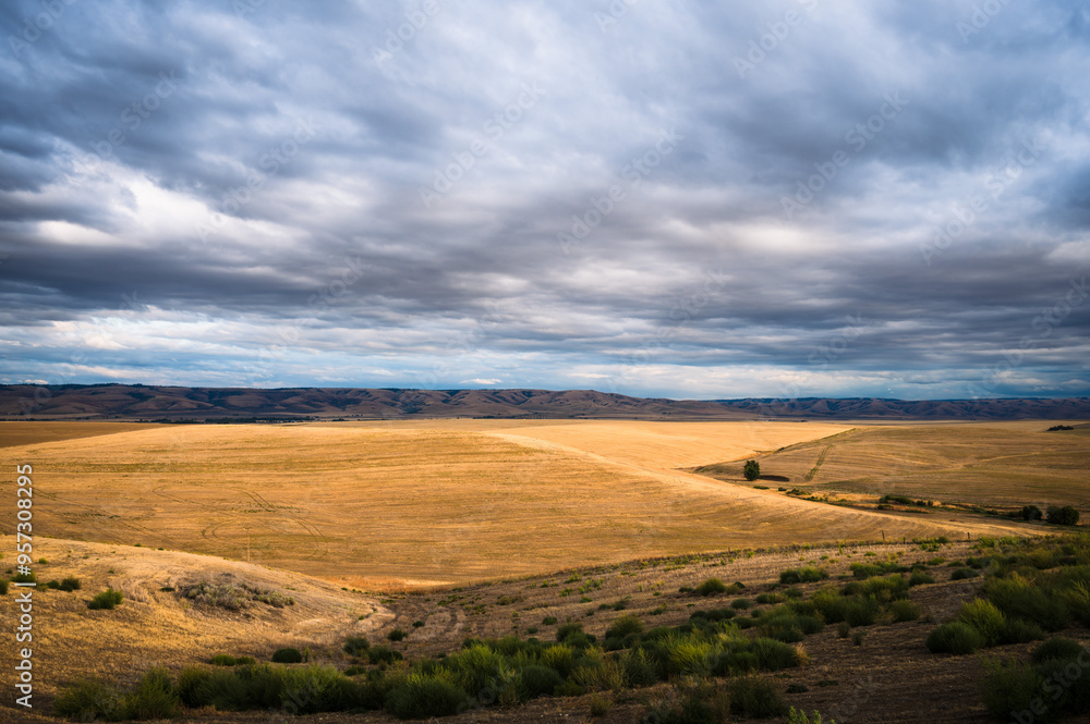 Sunset over Wheat fields with yellow wheat and dark blue sky, in Eastern Oregon. USA. Sunset over Wheat fields with yellow wheat and dark blue sky, in Eastern Oregon. USA.