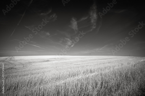 A bright yellow wheat field with a bright blue sky early in the morning.  Pendleton OR, USA . photo