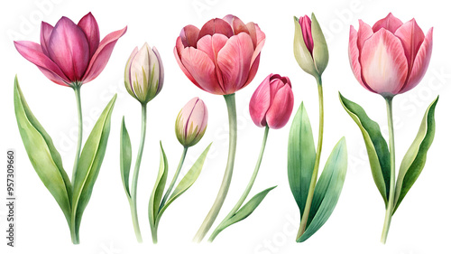 Wallpaper Mural Floral clipart with soft pink flowers and tulip buds. Ideal for vibrant designs, botanical illustrations and bold creative projects. Torontodigital.ca