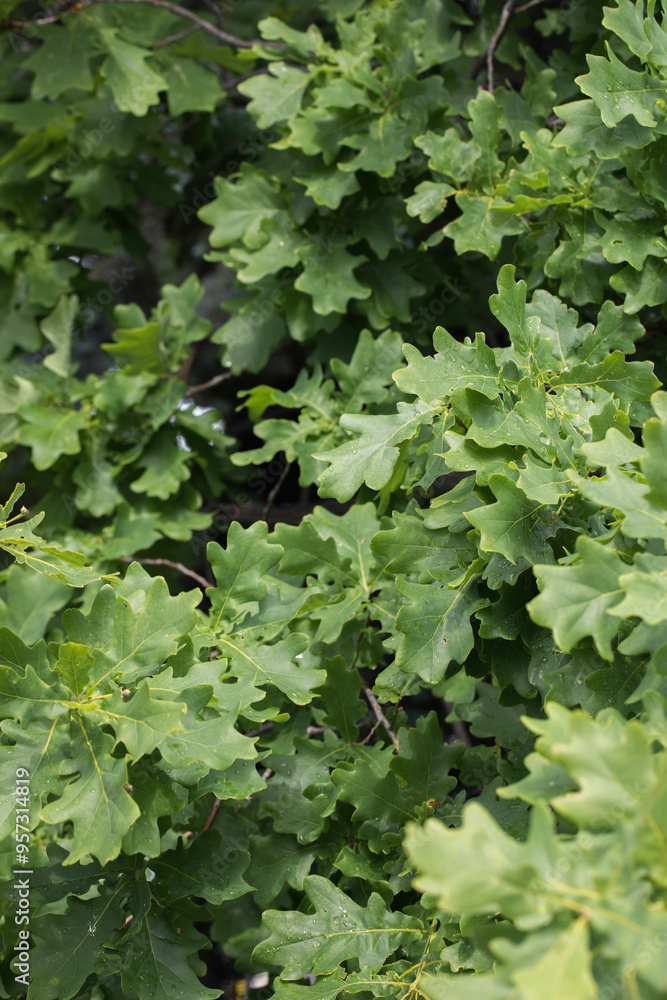 Pedunculate oak green leaves with rain drops in early summer, Quercus robur, vertical image, selected focus. Pedunculate oak green leaves with rain drops in early summer, Quercus robur, vertical image, selected focus.
