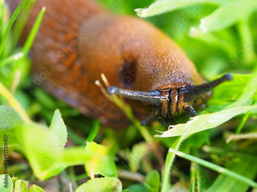 Makroaufnahme einer Roten Wegschnecke (Arion rufus) photo